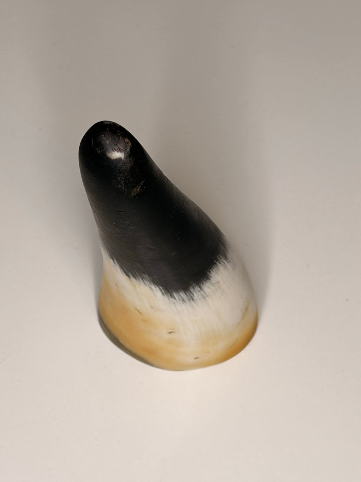 Alma Horn-Unikat 2026-01-12 – Hauptbild