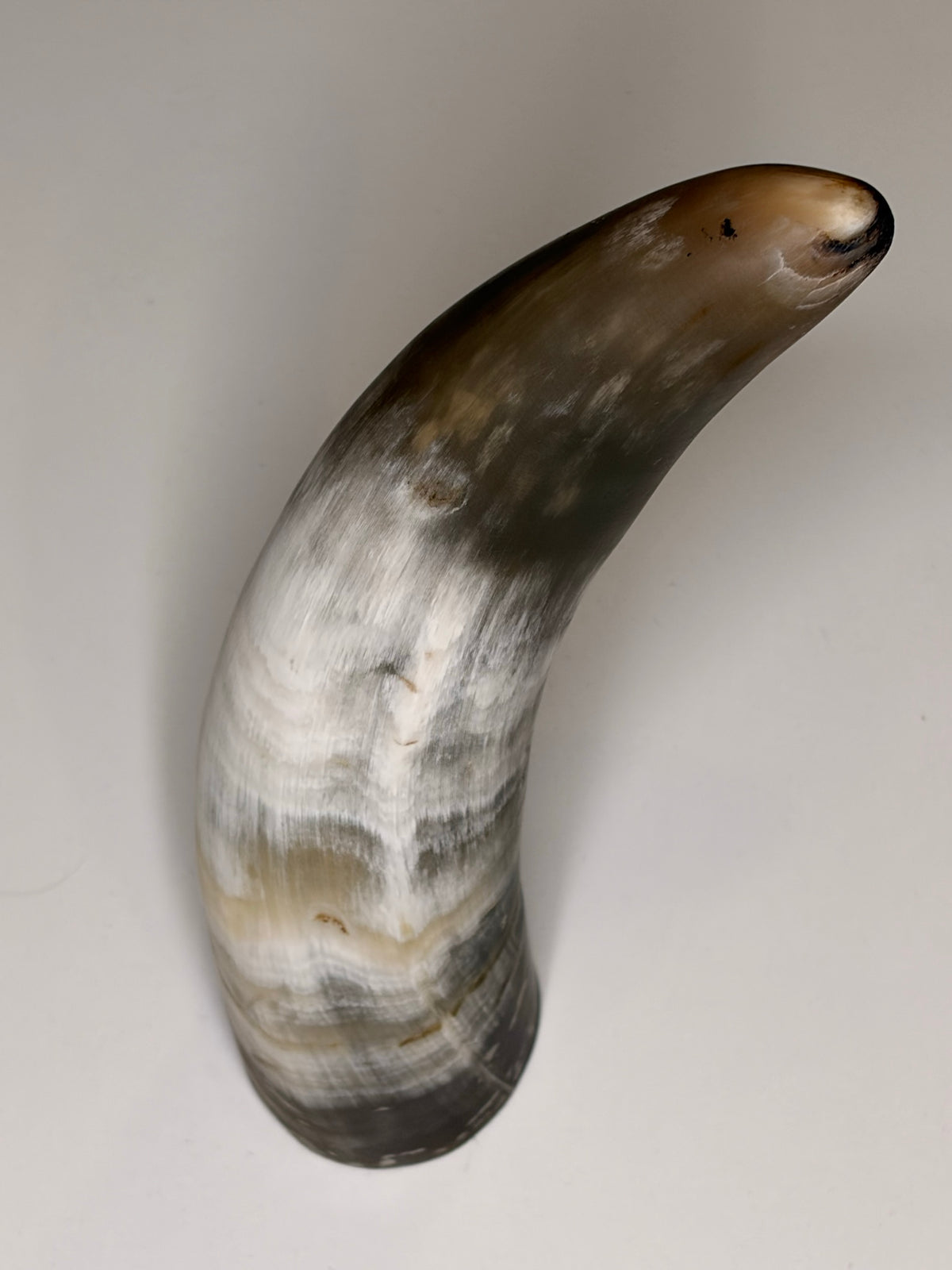 Alma Horn-Unikat 2026-01-13 – Hauptbild
