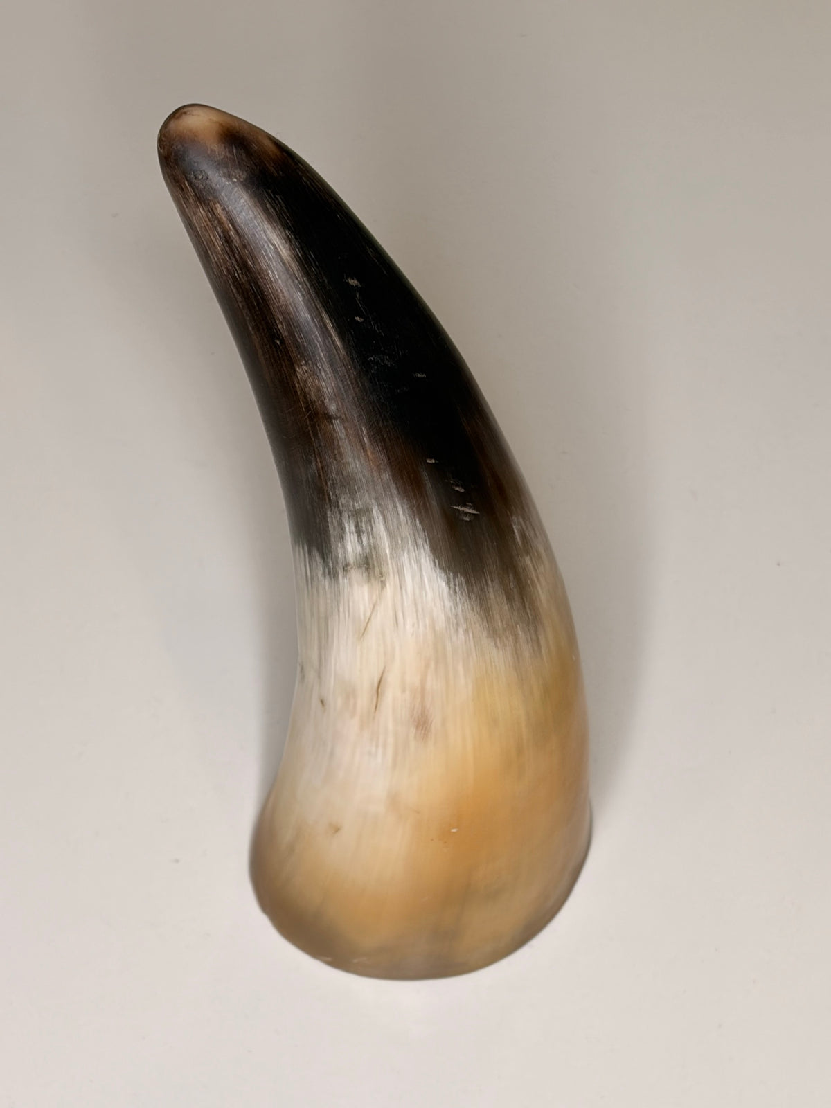 Alma Horn-Unikat 2026-01-14 – Hauptbild