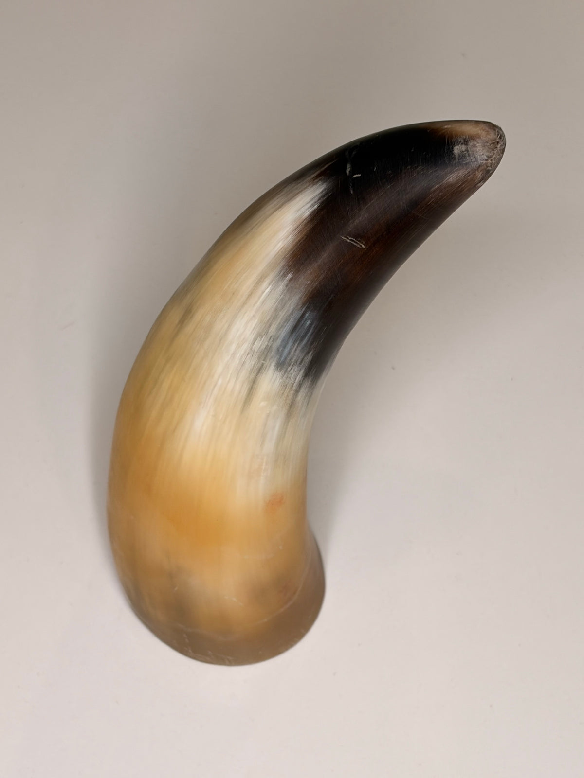 Alma Horn-Unikat 2026-01-15 – Hauptbild