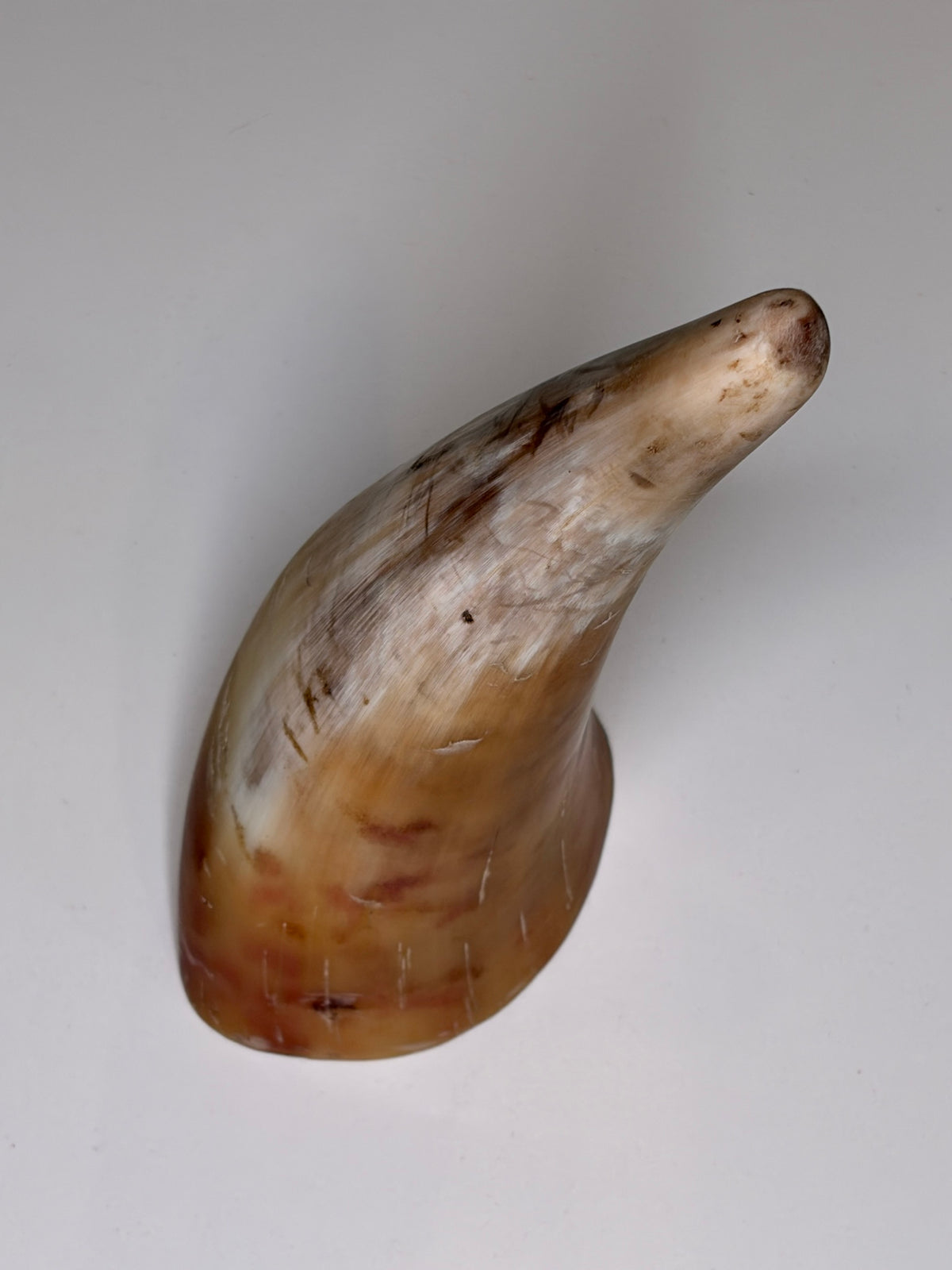 Alma Horn-Unikat 2026-01-16 – Hauptbild