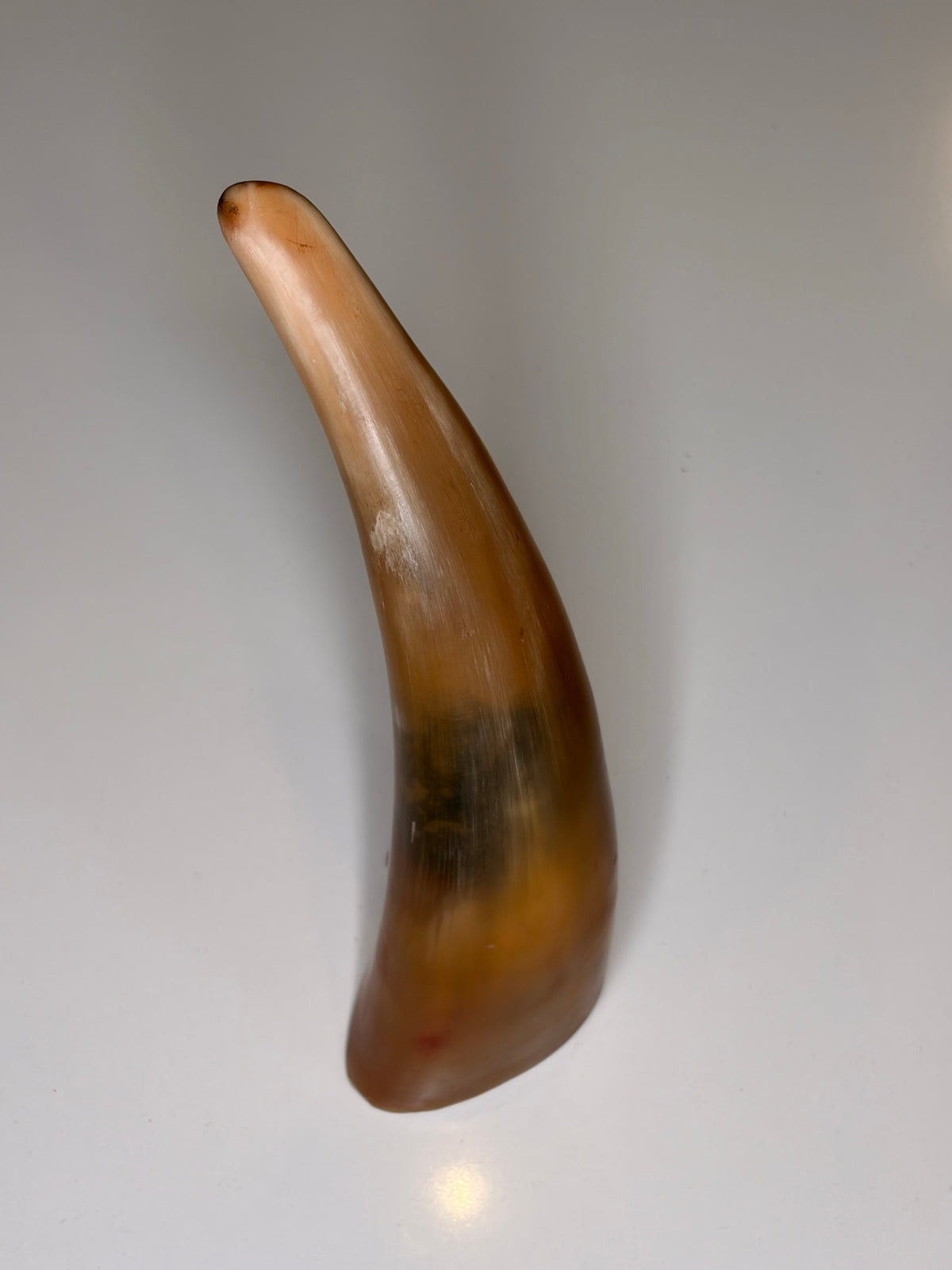 Alma Horn-Unikat 2026-02-04 – Hauptbild