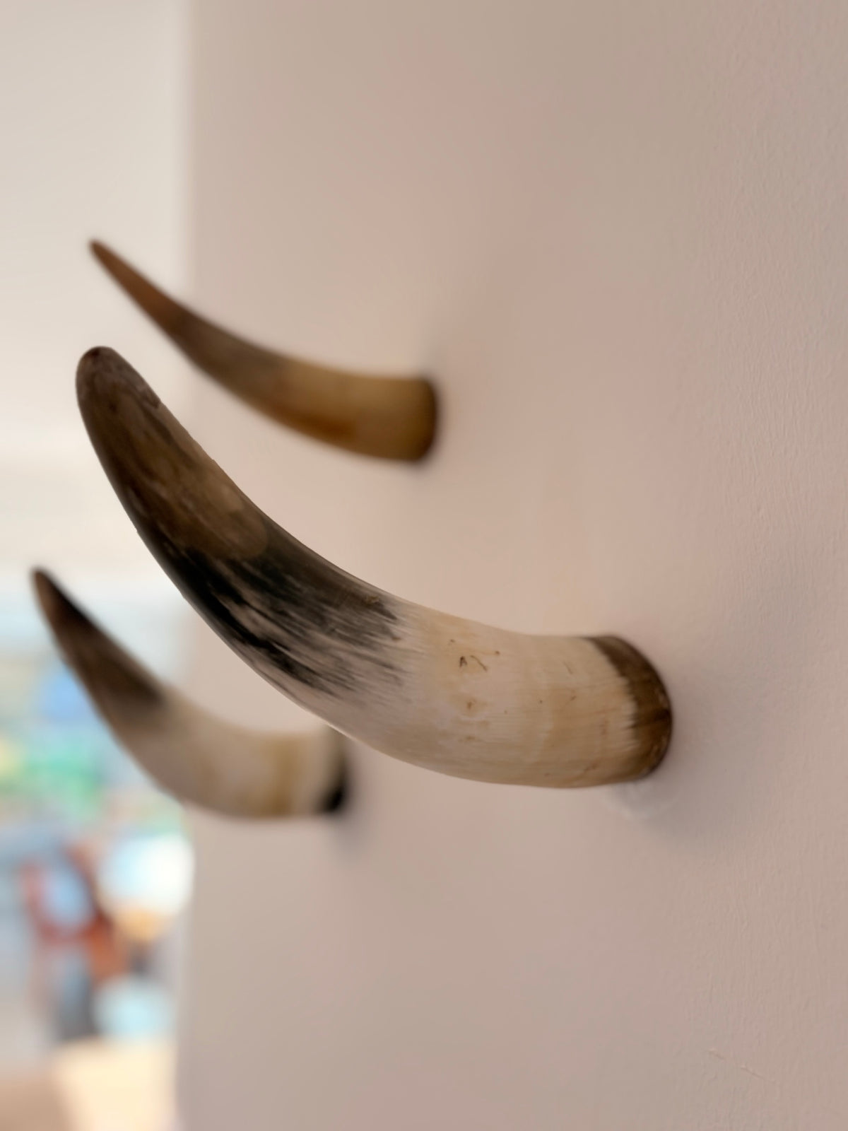 Xaver – Horn-Unikat 2026-02-08